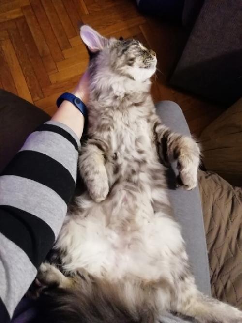 7 признаков того, что у вас настоящий кун. 04