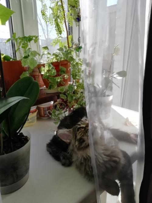 7 признаков того, что у вас настоящий кун. 07