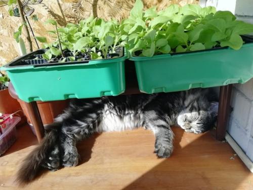 7 признаков того, что у вас настоящий кун. 06