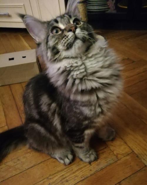 7 признаков того, что у вас настоящий кун. 02