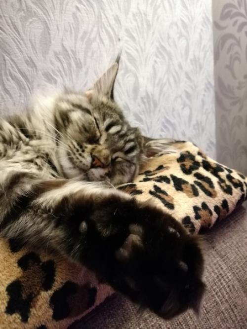 7 признаков того, что у вас настоящий кун. 03