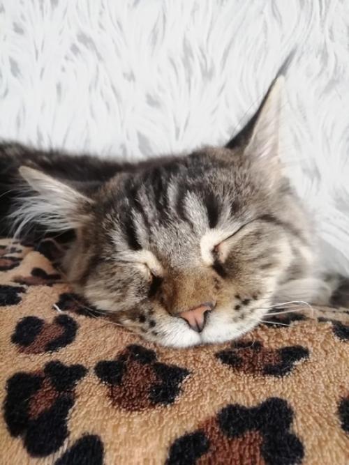 7 признаков того, что у вас настоящий кун. 01