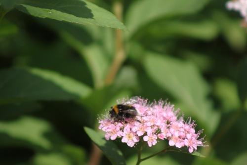 Вот кого точно нельзя назвать позером, так это шмелей. 06