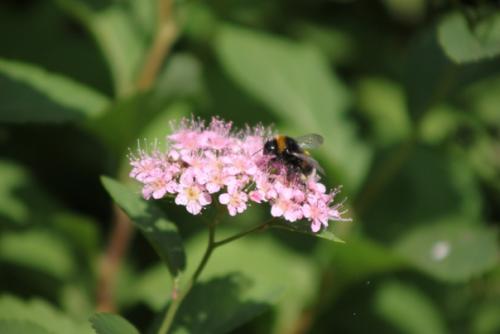 Вот кого точно нельзя назвать позером, так это шмелей. 04
