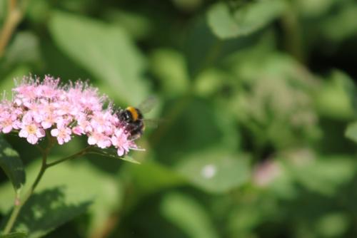 Вот кого точно нельзя назвать позером, так это шмелей. 03
