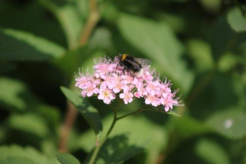 Вот кого точно нельзя назвать позером, так это шмелей. 05