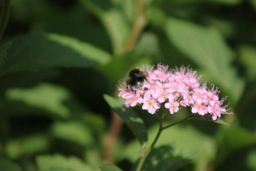 Вот кого точно нельзя назвать позером, так это шмелей. 08