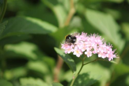 Вот кого точно нельзя назвать позером, так это шмелей. 07