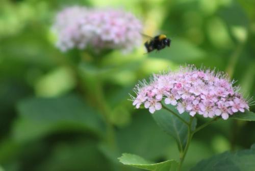 Вот кого точно нельзя назвать позером, так это шмелей. 02