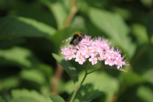 Вот кого точно нельзя назвать позером, так это шмелей. 09