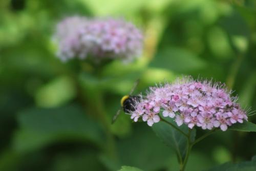 Вот кого точно нельзя назвать позером, так это шмелей. 01