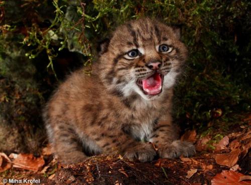 Мы приглашаем принять участие в самом экзотическом фотопроекте этого лета - фотосессия с рысью! 04
