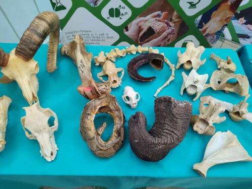 Ярмарка целевой подготовки в чернях проходит. 01 Ярмарка целевой подготовки в чернях проходит. 01