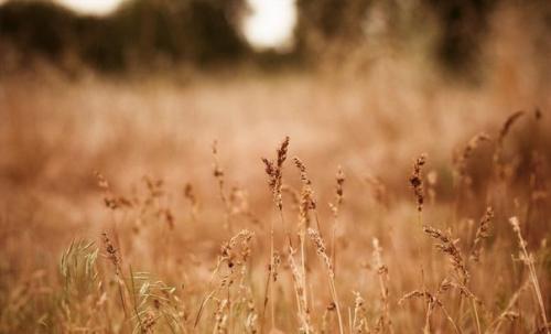 Девушки!  Кто хочет классную фотосессию на закате на природе для себя любимой? 02
