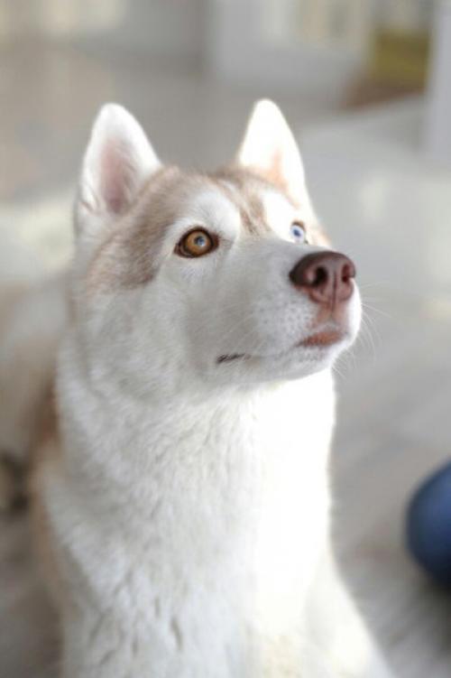 Мы ищем желающих сходить на фотопроект Хаски День? 04