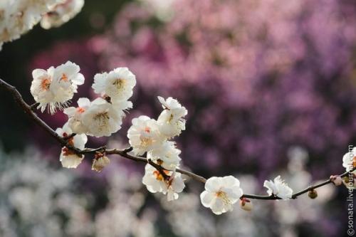 Весна - пора вдохновения и легкости? 02