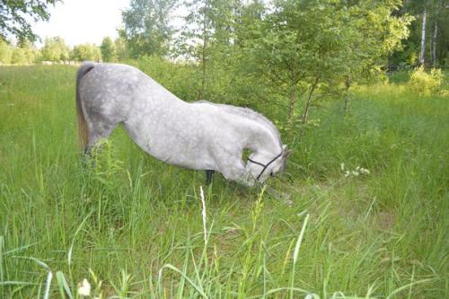 Пока погода и обстоятельства подводят и не получается состыковаться с проф. 02