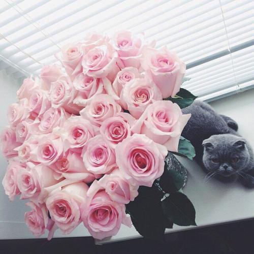 Красотки!  Доброе утро? 02